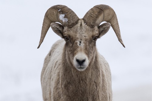 Bighorn Sheep / Dickhornschaf   (Klicken zum öffnen)