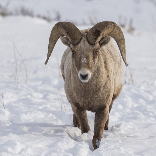 Bighorn Sheep / Dickhornschaf   (Klicken zum öffnen)