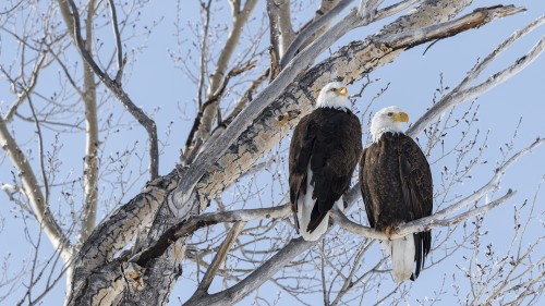 Bald Eagles / Weisskopfseeadler   (Klicken zum öffnen)