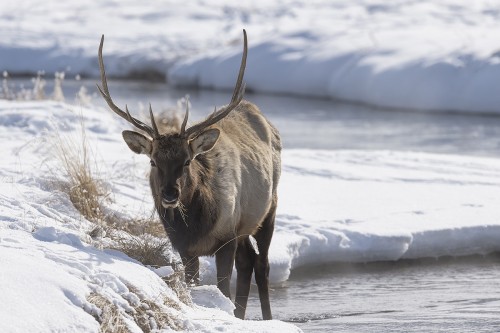 Wapiti oder American Elk   (Klicken zum öffnen)