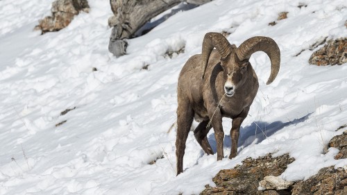 Bighorn Sheep / Dickhornschaf   (Klicken zum öffnen)