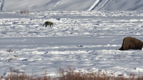 Grey Wolf / Wolf im Lamar Valley   (Klicken zum öffnen)