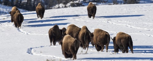 Roaming Buffaloes   (Klicken zum öffnen)