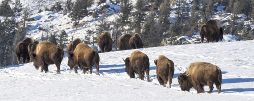 Roaming Buffaloes   (Klicken zum öffnen)