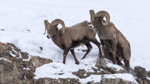 Bighorn Sheep / Dickhornschafe   (Klicken zum öffnen)