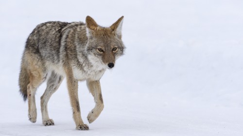 Coyote   (Klicken zum öffnen)