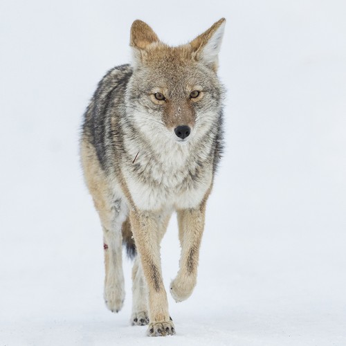 Coyote   (Klicken zum öffnen)