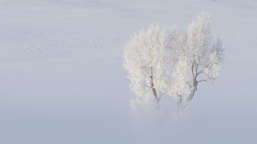 Lamar Valley   (Klicken zum öffnen)