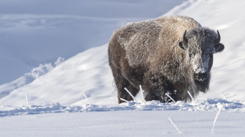 Frozen Buffalo   (Klicken zum öffnen)