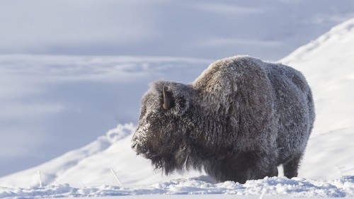 Frozen Buffalo   (Klicken zum öffnen)