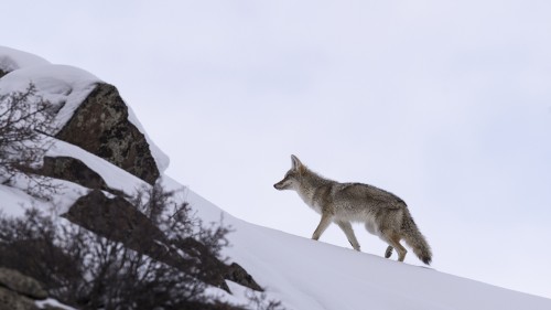 Coyote   (Klicken zum öffnen)