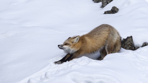 Stretching   (Klicken zum öffnen)