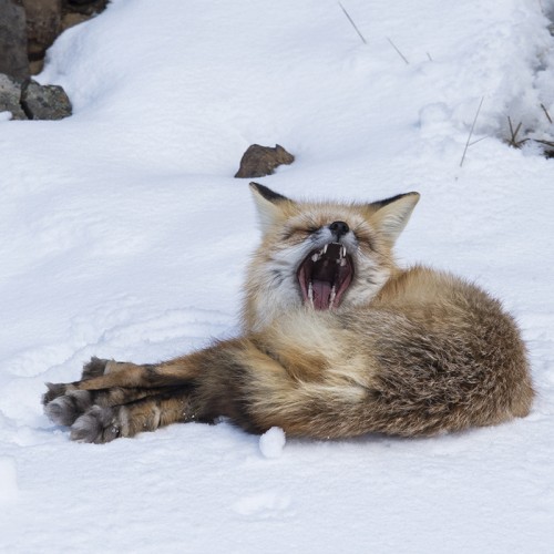 Lazy Fox   (Klicken zum öffnen)