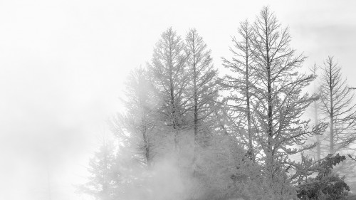 Aspen / Zitterpappel im Dampf der heissen Quellen   (Klicken zum öffnen)