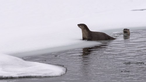 Otter / Fischotter   (Klicken zum öffnen)