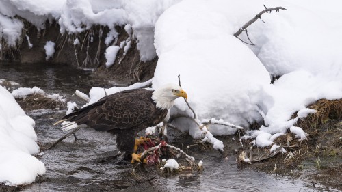 Bald Eagle mit Beute   (Klicken zum öffnen)