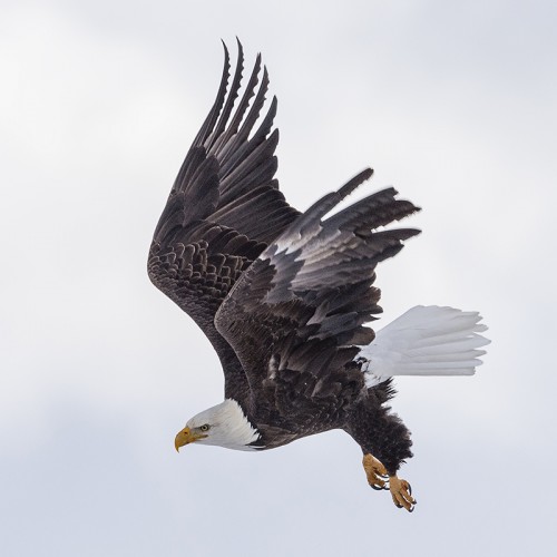 Bald Eagle / Weisskopfseeadler   (Klicken zum öffnen)