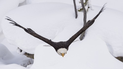 Bald Eagle   (Klicken zum öffnen)