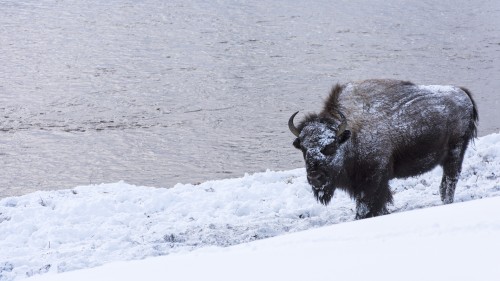 Frozen Buffalo   (Klicken zum öffnen)