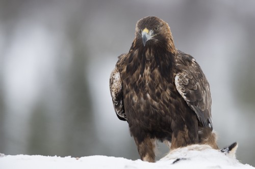 Golden Eagle / Steinadler   (Klicken zum öffnen)