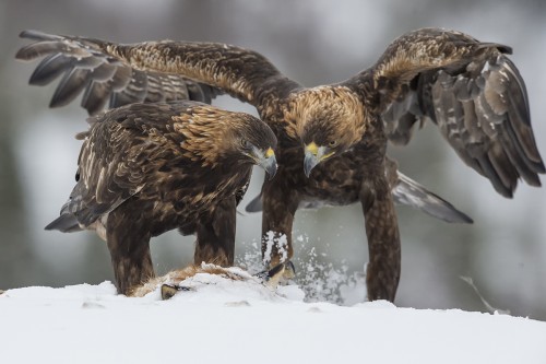 Golden Eagle / Steinadler   (Klicken zum öffnen)