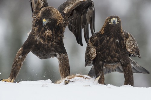 Golden Eagle / Steinadler   (Klicken zum öffnen)