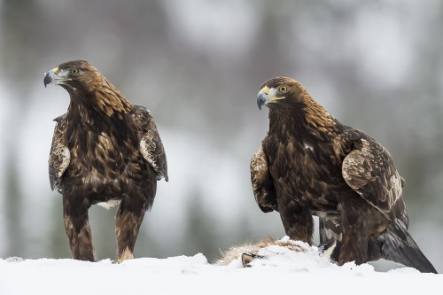 Golden Eagle / Steinadler   (Klicken zum öffnen)