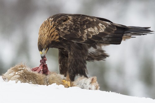 Golden Eagle / Steinadler mit Beute   (Klicken zum öffnen)