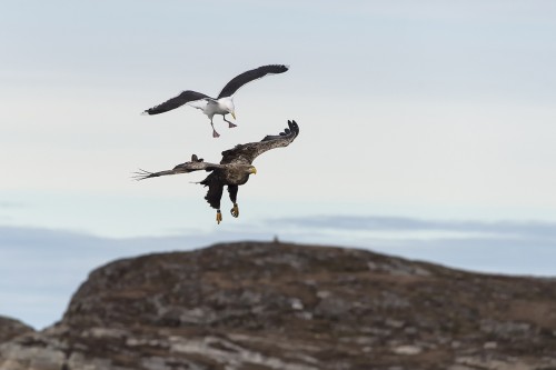 Adler werden oft von Möwen attackiert   (Klicken zum öffnen)