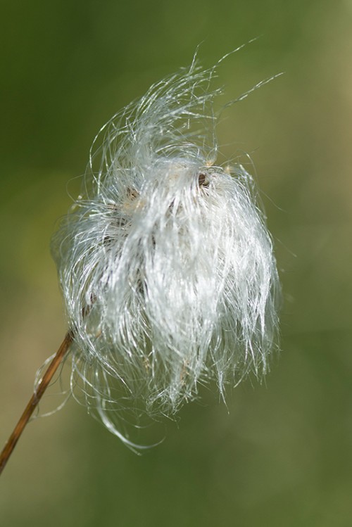 Bog cotton / Wollgras   (Klicken zum öffnen)