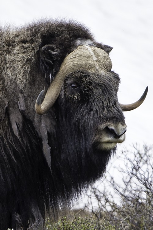 Musk ox / Moschusochse (Bulle)   (Klicken zum öffnen)