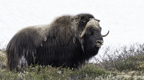 Musk ox / Moschusochse   (Klicken zum öffnen)