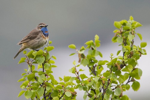 Bluethroat / Blaukehlchen   (Klicken zum öffnen)