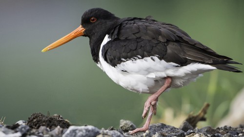 Oystercatcher / Austernfischer   (Klicken zum öffnen)