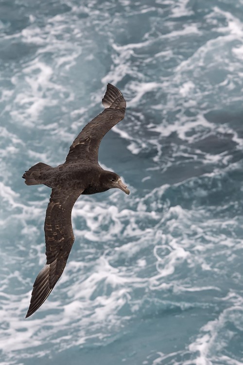 Southern giant petrel / Riesensturmvogel   (Klicken zum öffnen)