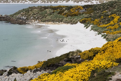 Gysy Cove bei Stanley   (Klicken zum öffnen)