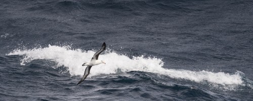 Schwarzbrauenalbatrosse sind ausdauernde und geschickte Segler   (Klicken zum öffnen)