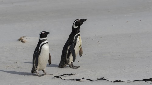 Magellan penguin / Magellanpinguin   (Klicken zum öffnen)