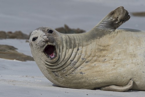 Elephant seal / Seeelefant   (Klicken zum öffnen)