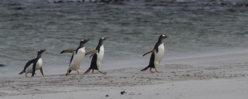 Gentoo penguins / Eselpinguine   (Klicken zum öffnen)