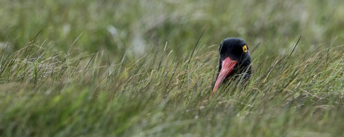 gut getarnter oystercatcher / Austernfischer   (Klicken zum öffnen)