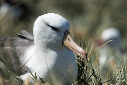 Blackbrowed albatros / Schwarzbrauenalbatros   (Klicken zum öffnen)