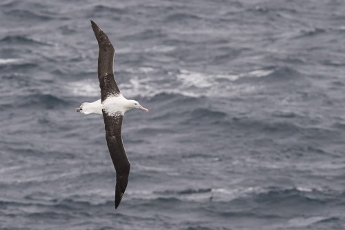 Wandering albatros / Wanderalbatros, Flügelspannweite 3.2m    (Klicken zum öffnen)
