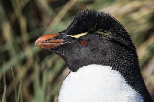 Redeye: Rockhopper penguin / Felsenpinguin   (Klicken zum öffnen)