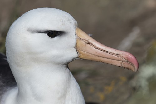 Blackbrowed albatros / Schwarzbrauenalbatros   (Klicken zum öffnen)