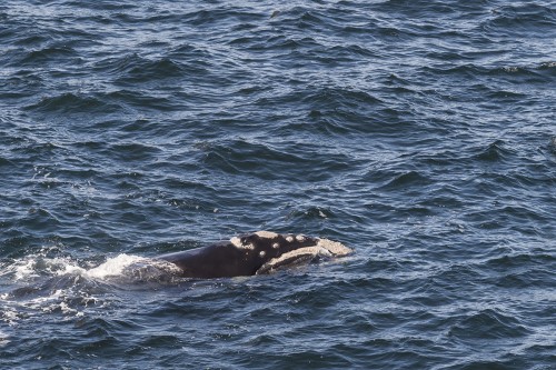 Southern right whale / Südkaper   (Klicken zum öffnen)