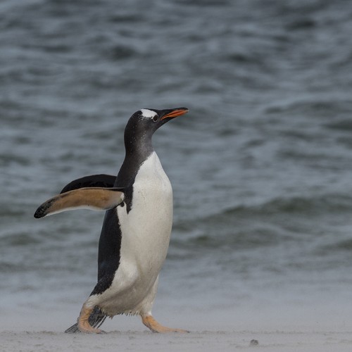 Gentoo penguin / Eselpinguin   (Klicken zum öffnen)
