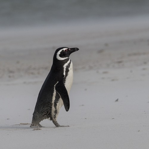 Magellan penguin / Magellanpinguin   (Klicken zum öffnen)