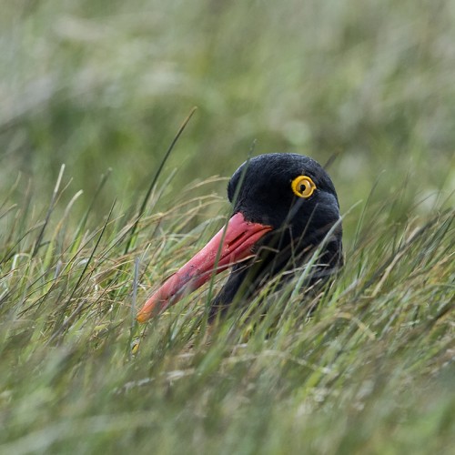 Oystercatcher / Austernfischer   (Klicken zum öffnen)