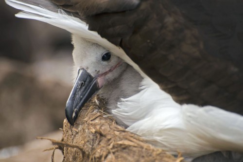 Junger Schwarzbrauenalbatros   (Klicken zum öffnen)